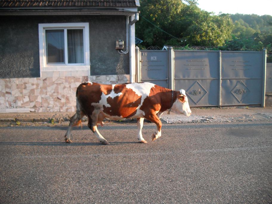 ...igen j�mbor fajta...